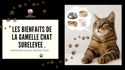 Quels sont les bienfaits d’une gamelle surélevée sur la santé pour votre félin?