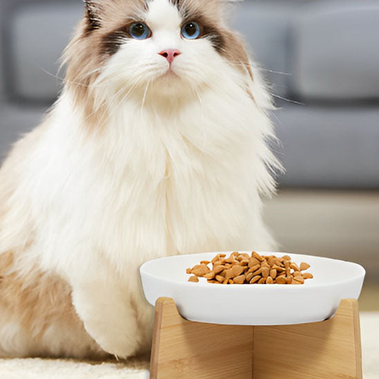 Angora devant Gamelle anti glouton chat ZenBowl socle blanche