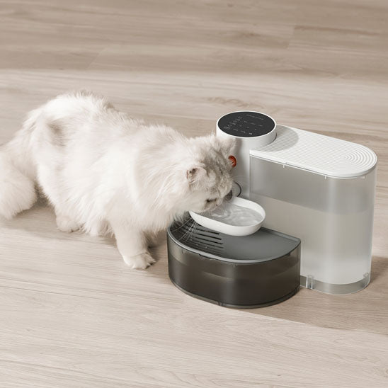 Chat Persan qui boit dans sa Fontaine a eau chat AutoCatWater