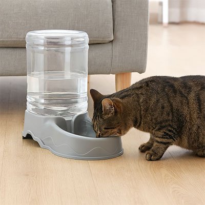 Chat qui boit dans le distributeur eau chat ColorMeal gris