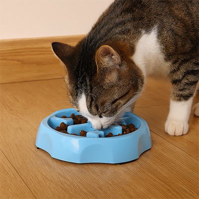 Chat pattes blanche qui mange dans Gamelle anti glouton chat FeliFit ronde bleue
