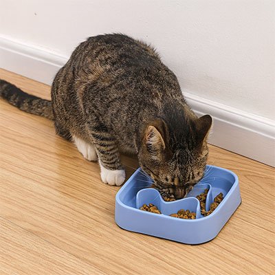 Chat pattes blanches qui mange dans Gamelle anti glouton chat FeliFit carré bleue