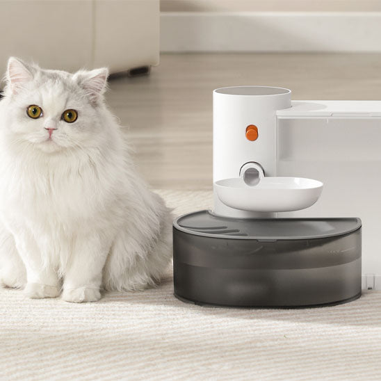 Chat Persan devant sa Fontaine a eau chat AutoCatWater.