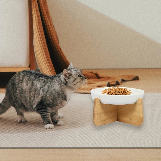chat qui avance vers Gamelle anti glouton chat ZenBowl socle blanche