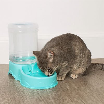 Chat qui boit dans distributeur eau chat ColorMeal bleu