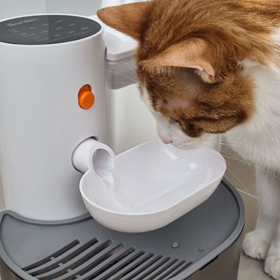Chat qui boit dans sa Fontaine a eau chat AutoCatWater