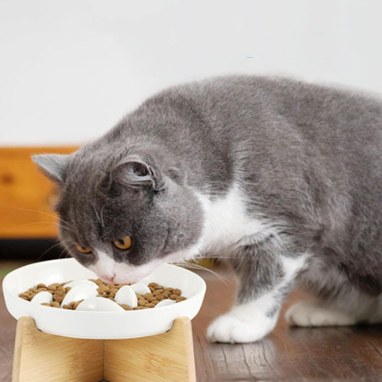 Chat qui mange dans Gamelle anti glouton chat ZenBowl socle blanche
