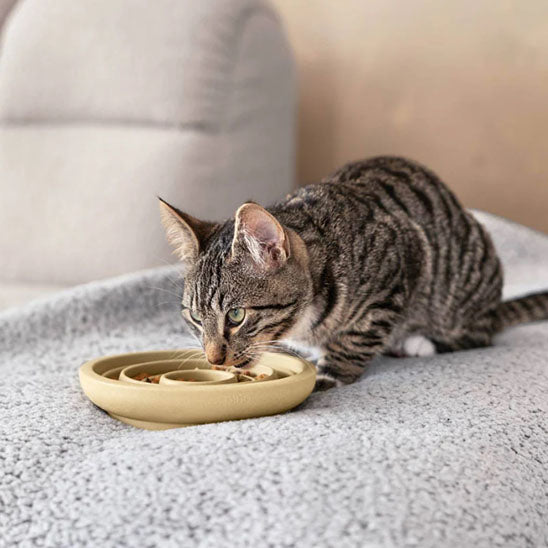Chat qui mange dans sa Gamelle anti glouton MiaouZen beige sans socle
