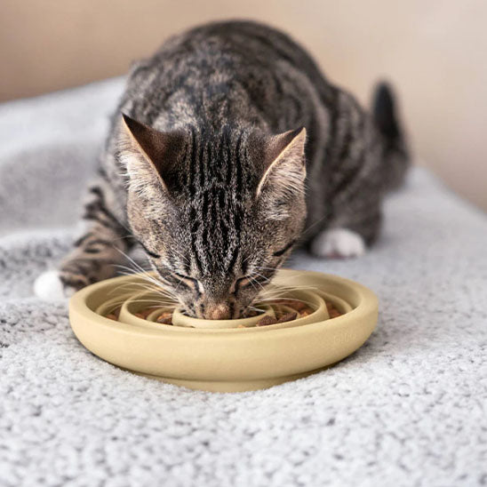 Chat qui mange dans sa Gamelle anti glouton MiaouZen beige