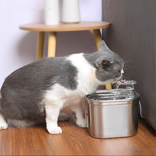 Chat qui sâhydrate avec la Fontaine a eau chat InoxFlow.