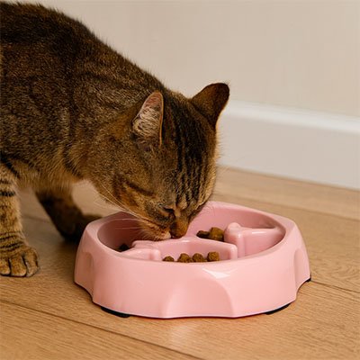 chat tigré marron qui mange avec sa Gamelle anti glouton chat FeliFit ronde rose