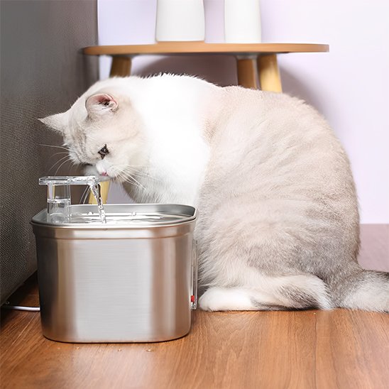 Gros chat blanc qui se rafraĂźchis dans la Fontaine a eau chat InoxFlow.
