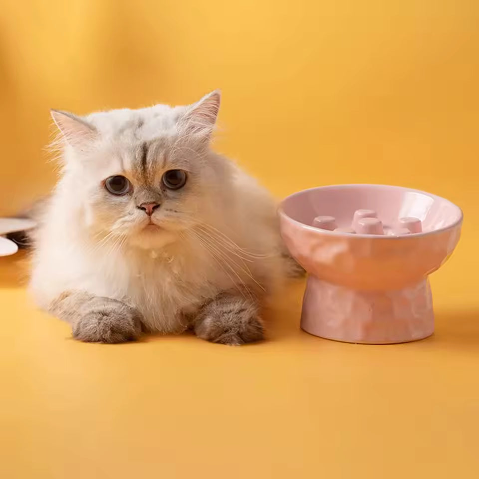 Persan qui pose avec Gamelles anti glouton chat CeraZen rose