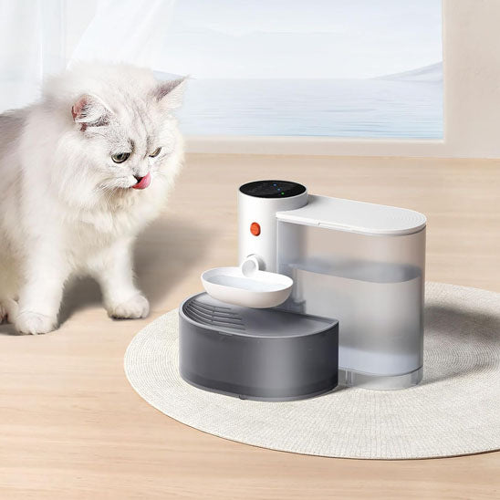 Persan qui regarde sa nouvelle Fontaine a eau chat AutoCatWater
