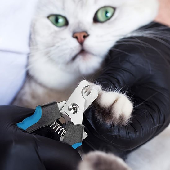 Chat qui se fait couper les griffes avec le Coupe griffe chat