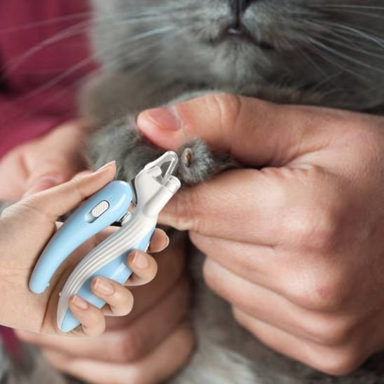 Coupe griffe pour chat | GriffâDouce - Chat Ronronne