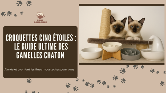 Chaton qui regarde un choix de gamelles