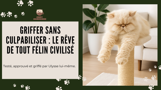 Bannière blog griffoir chat