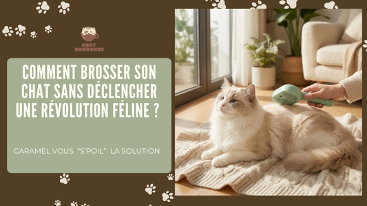 Bannière Blog Brosse pour Chat