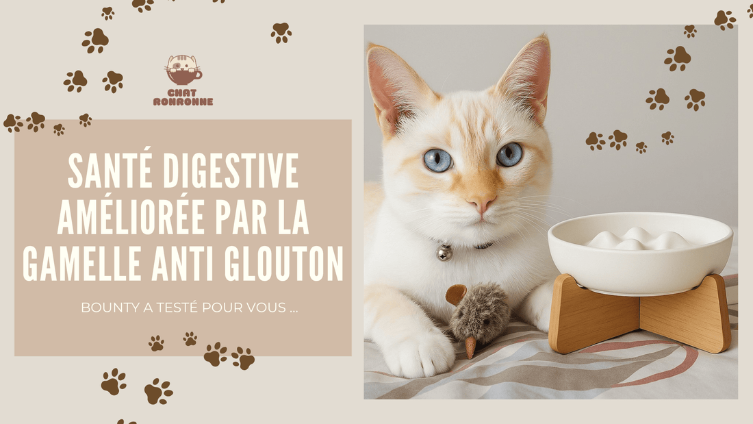 Est-ce que les gamelles anti-glouton fonctionnent ? - Chat Ronronne