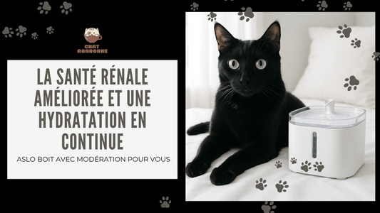 Pourquoi choisir une fontaine à eau pour chat ? - Chat Ronronne