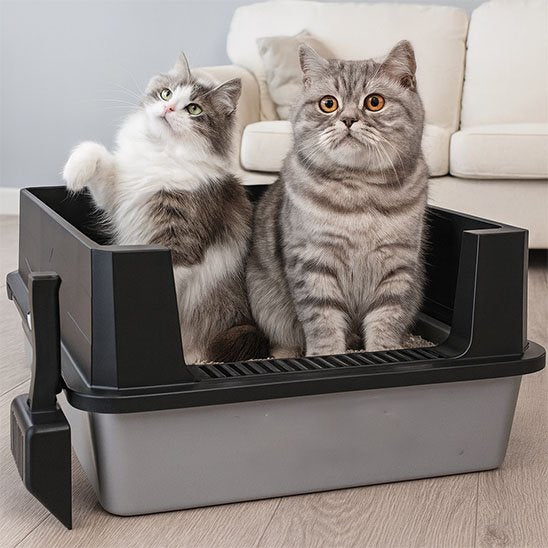 2 chat dans Bac à litière Chat
