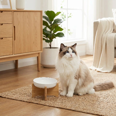 Angora assis devant gamelle anti glouton chat ZenBowl socle blanche