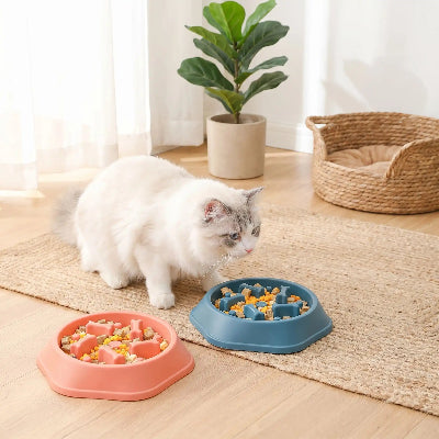 Chat angora devant gamelle anti glouton chat Croq'labyrinthe rose et bleue