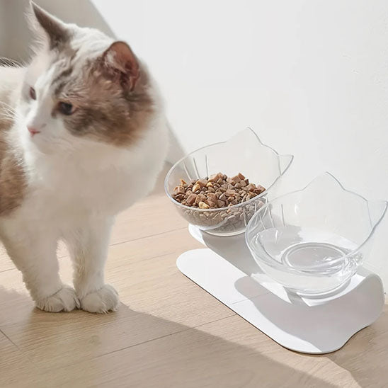 Chat blanc beige devant gamelle chat surélevée ErgoClear 