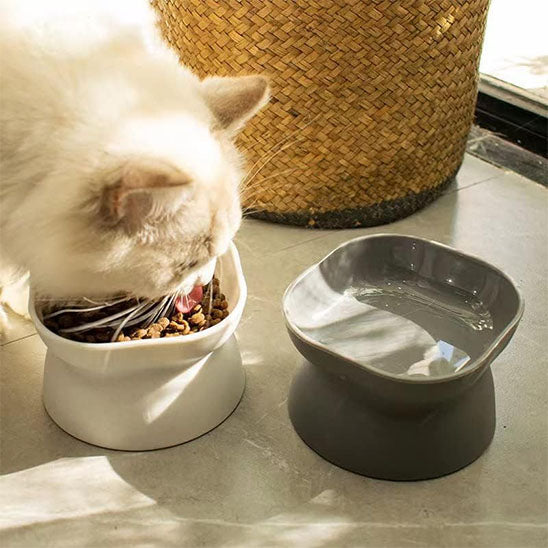 Chat blanc mange dans sa gamelle chat NewCatBowl blanche