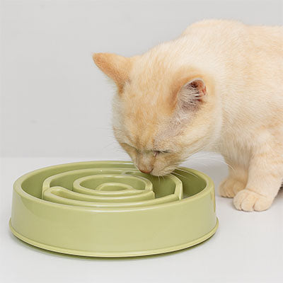 Chat crème  mange dans gamelle anti glouton chat SlowMeal verte