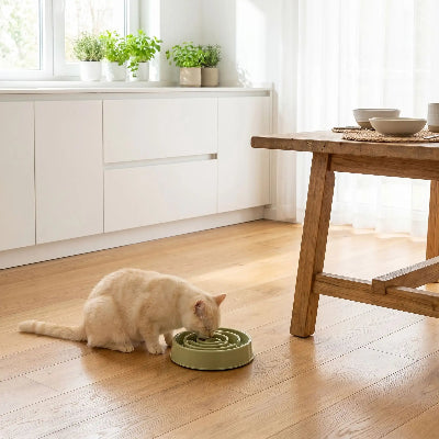 Chat crème qui mange dans gamelle anti glouton  chat SlowMeal verte