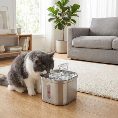 Chat gris et blanc et fontaine a eau chat inoxflow