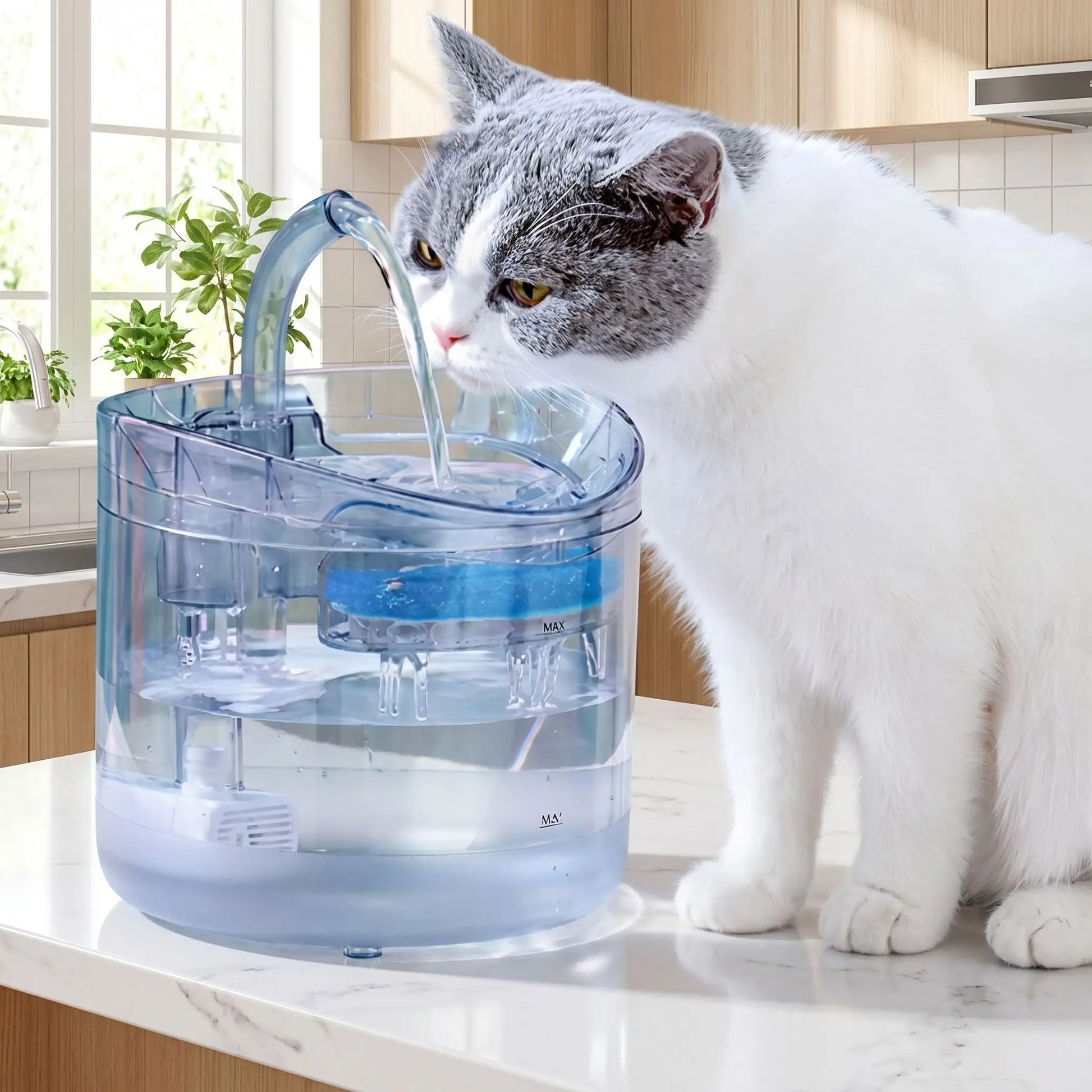 Chat gris et blanc et sa fontaine a eau chat CrystalSteel
