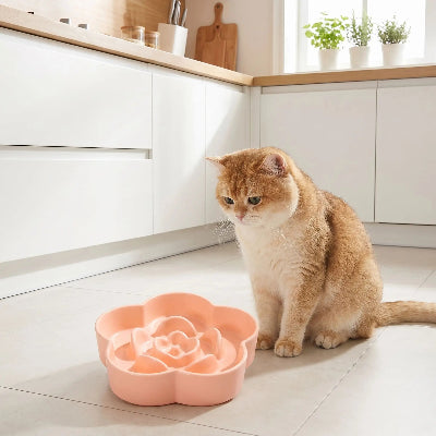Chat qui attend ses croquettes devant sa Gamelle pour chat anti glouton Céramique Elégance rose