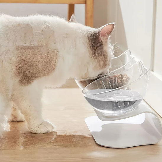 Chat qui mange dans gamelle chat surélevée ErgoClear 