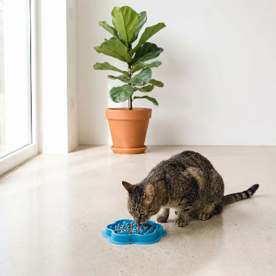Chat qui mange dans gamelle chat anti glouton ZenPlate