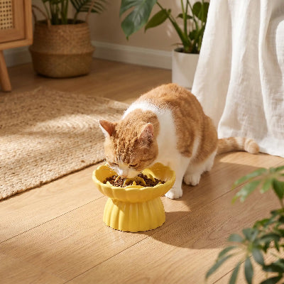 Chat qui mange dans sa gamelle anti glouton Bowl&Roses jaune