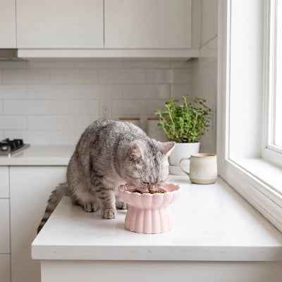 Chat qui mange dans sa gamelle chat anti glouton Bowl&Roses rose