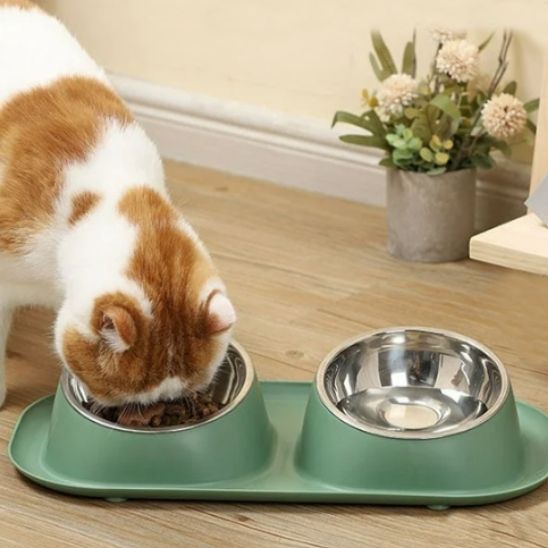 Chat qui mange dans sa gamelle chat double bol verte