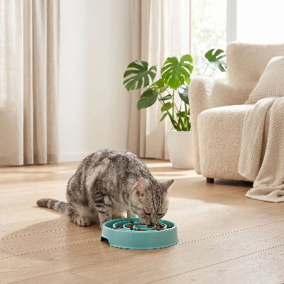 Chat rayé gris mange dans sa gamelle anti glouton chat SlowMeal bleue
