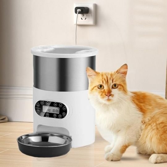 Chat roux assis avec le distributeur  automatique croquettes chat FeedFlowConnect One.