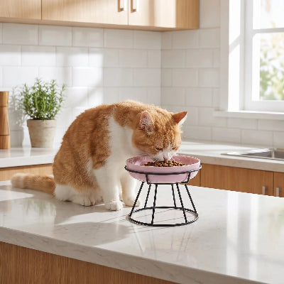 Chat roux qui mange dans sa gamelle anti glouton chat Miaouzen rose sur socle