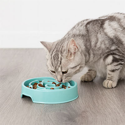 Chat tigré manger dans gamelle anti glouton chat SlowMeal bleue