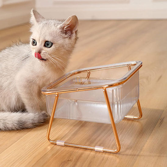 Chaton devant gamelle chat Cristal&Chic version un bol