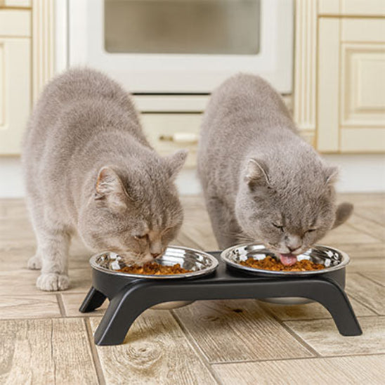 Deux chats mangent  dans  gamelle chat surélevée Black&GrayBowl variante grise