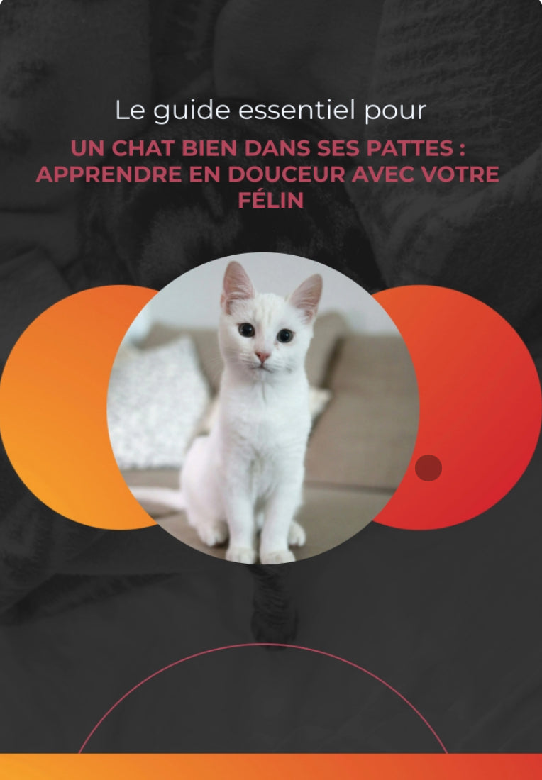 Un chat bien dans ses pattes – Apprendre en douceur avec votre félin | Harmony