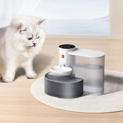Persan qui regarde sa nouvelle Fontaine a eau chat AutoCatWater