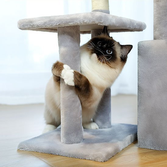 Arbre à chat | ArboCat - Chat Ronronne