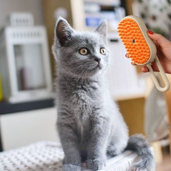 Brosse à chat kaki et chaton